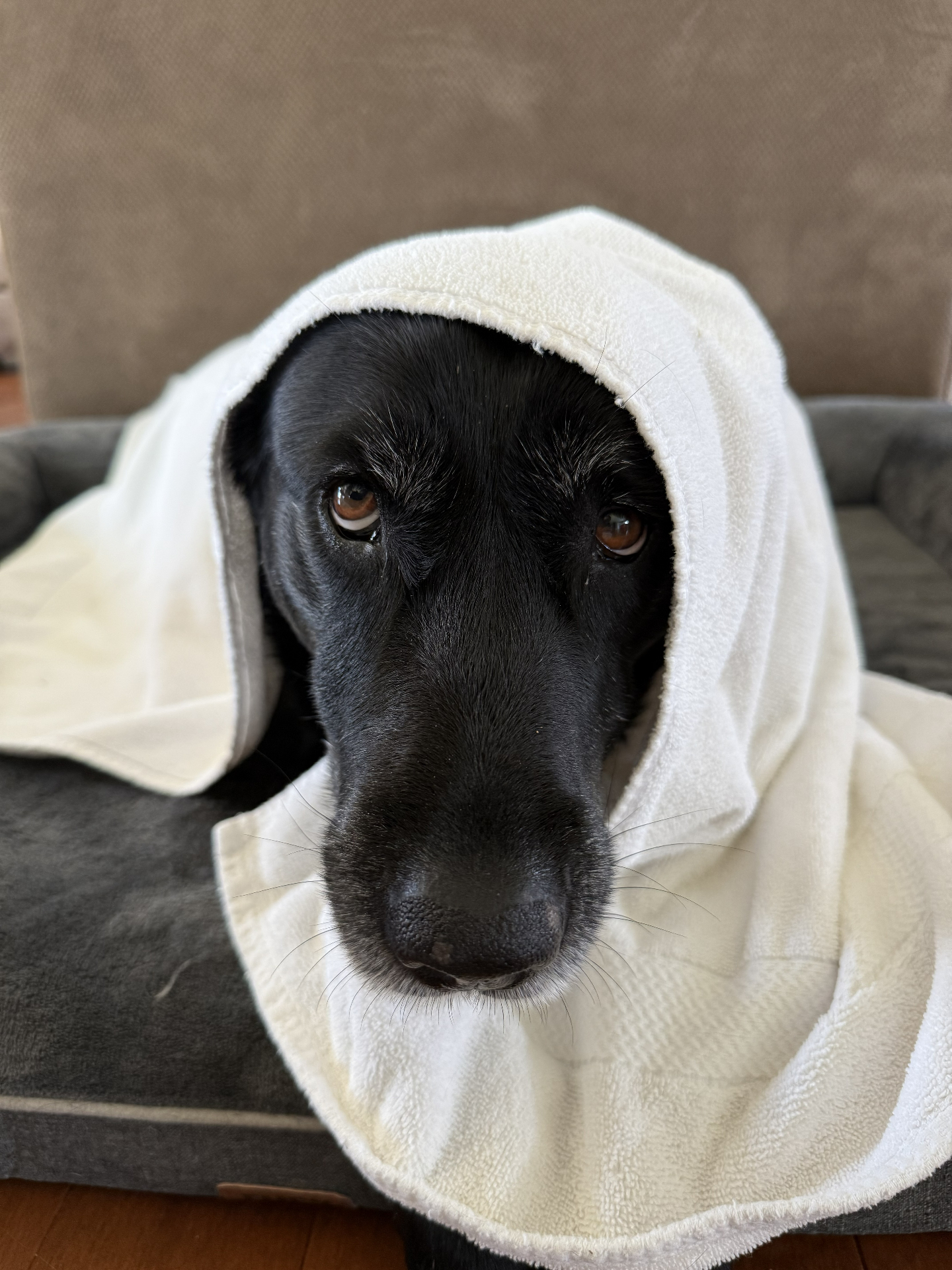 MY DOG NAMED COOKIE